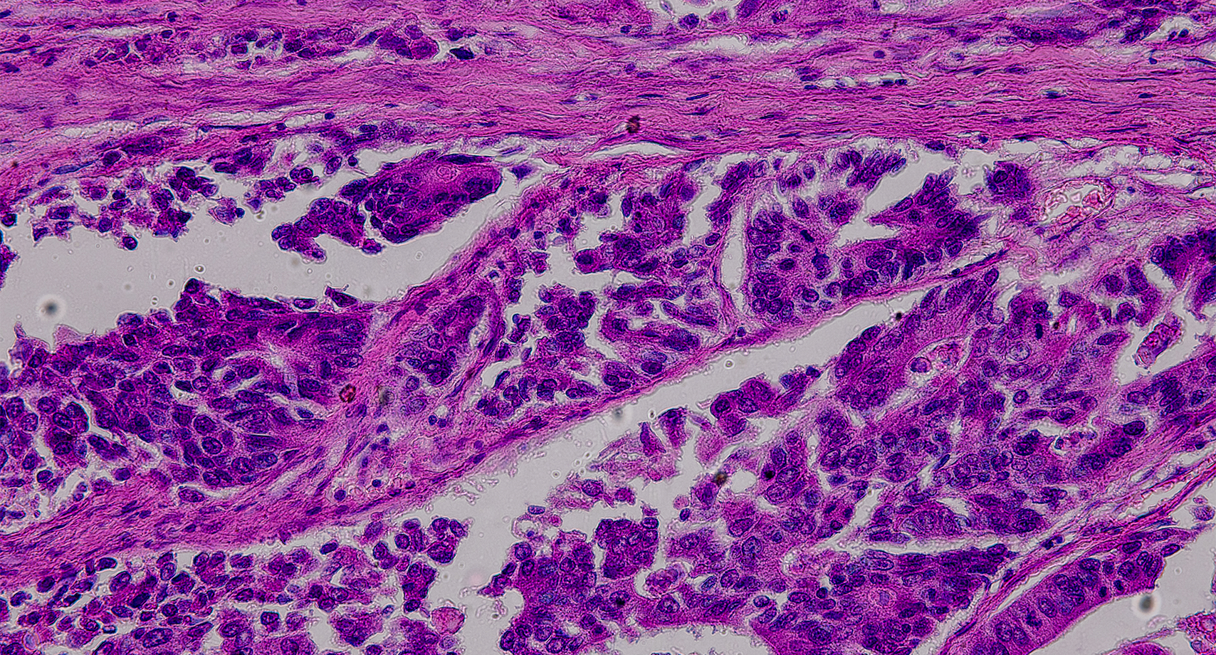 dermatopathology